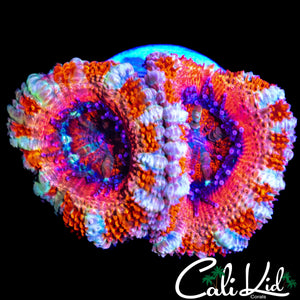 ULTRA RAINBOW ACAN DOUBLE