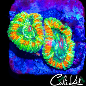 INSANE ASIAN ACAN DOUBLE