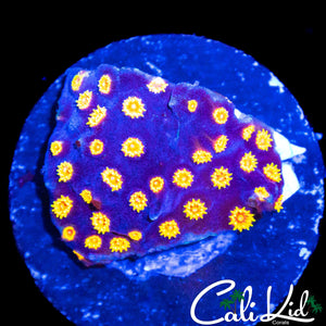 BIZARO CYPHASTREA