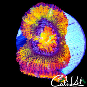 CK ABERRAMA GOLD ACAN DOUBLE