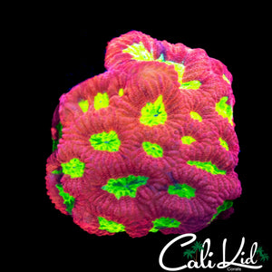 BLIDING YELLOW EYE FAVIA