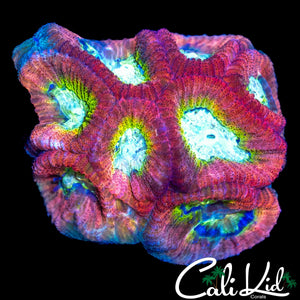 CK RARE RED RAIDER FAVIA