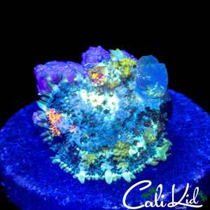 CK CIRCUS BOUNCE MUSHROOM