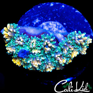 CK KALEIDOSCOPE GALAXIA