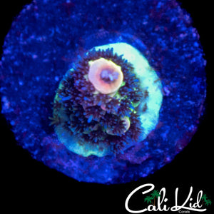 MYSTERY RAINBOW ACRO