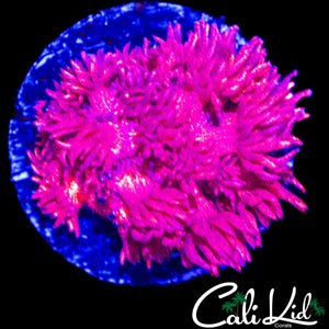 RED GLITTER GONI