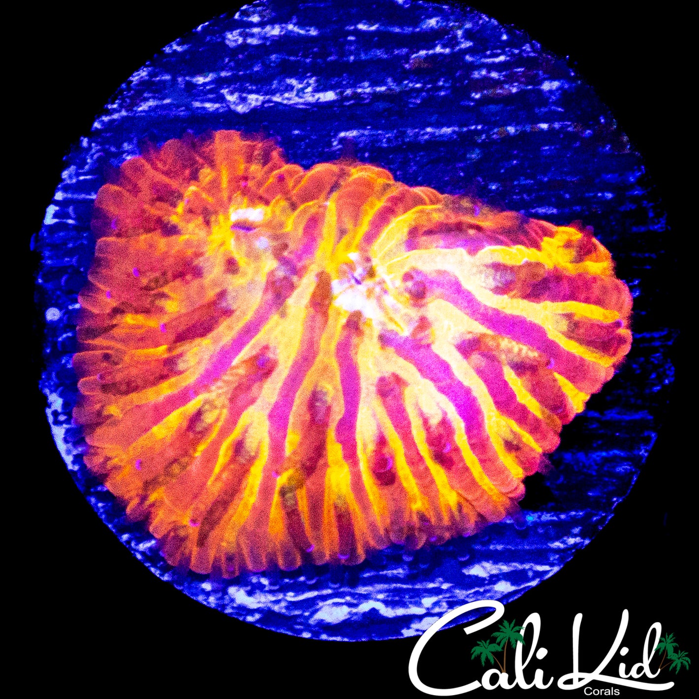 CK 5TH ELEMENT DIASERIS (WYSIWYG)