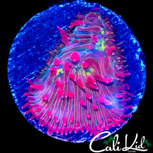 RAINBOW MOUTH DIASERIS