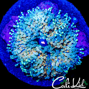RARE PATTERN RICORDIA