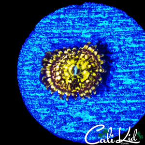 CK PINEAPPLE XPRESS ZOA