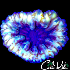 TRANSLUCENT CYNARINA