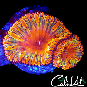 INDO RAINBOW BLASTO DOUBLE