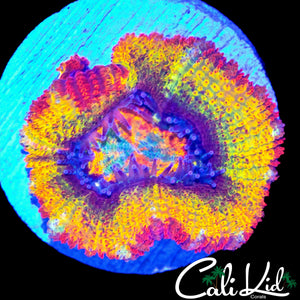 XL CK ABERRAMA GOLD ACAN