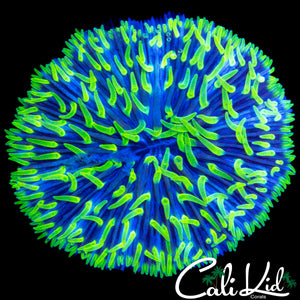BI COLOR FUNGIA