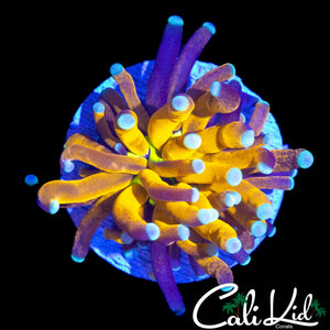 AMAZING AQUACULTURED MYSTERY TORCH