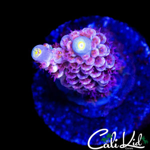 ULTIMATE PINK POLYP TENIUS