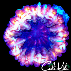 RAINBOW RIM CYNARINA