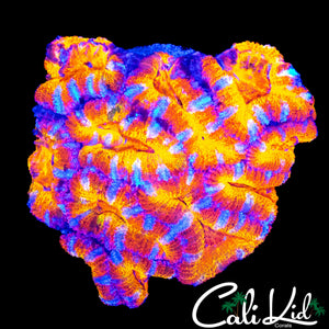 ULTRA RAINBOW ACAN MINI COLONY
