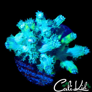 CK BRANCHING CYPHASTREA