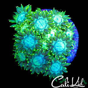 CK UNRELEASED (NEW) GLITTER GONI