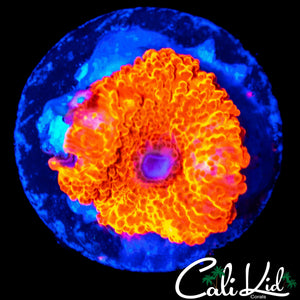 INSANE ECLECTUS MUSHROOM