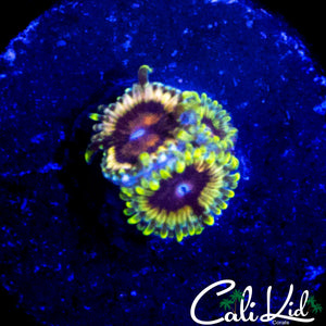 CK HELLRAZOR ZOA TRIPLE