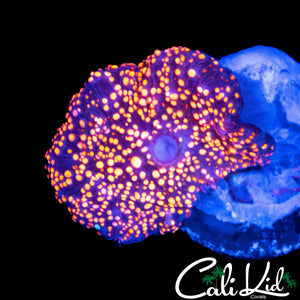 BEAUTIFUL SPOTTED DISCO SHROOM
