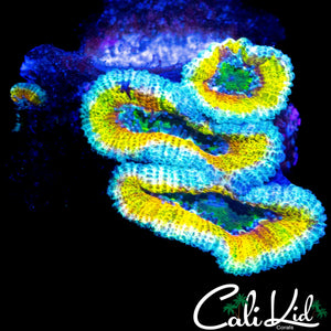 ONE OF A KIND RAINBOW ACAN TRIPLE