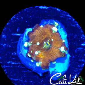 MYSTERY BABY BOUNCE MUSHROOM