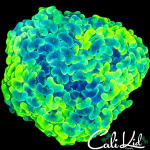SPLATTER HYRBID HAMMER