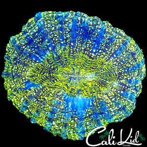 SUPER COOL SPECKLED ACANTHO