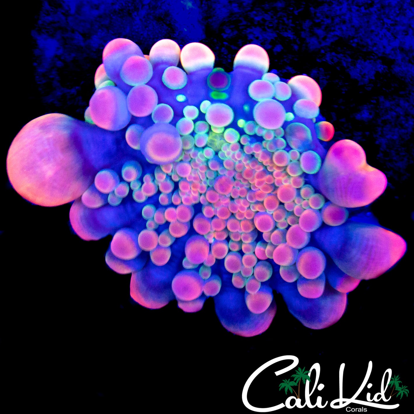 CK BUBBLELICIOUS BOUNCE