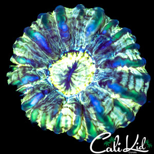 ULTRA SWIRL CYNARINA