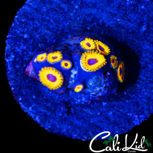 GREAT OWL ZOA MINI COLONY