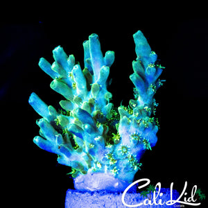 FIREWORK POLYP ACRO