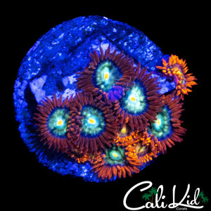 ASSORTED ZOA MINI COLONY