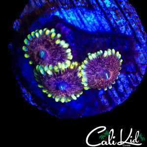 CK AOTP ZOA TRIPLE