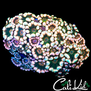 INSANE RAINBOW ALVEOPORA