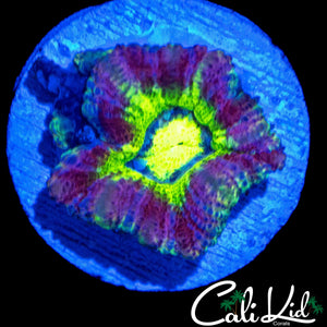 RARE ASIAN ACAN