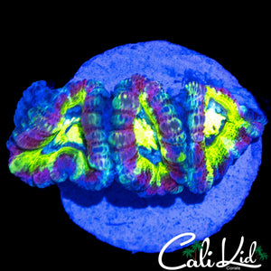 RARE ASIAN ACAN TRIPLE