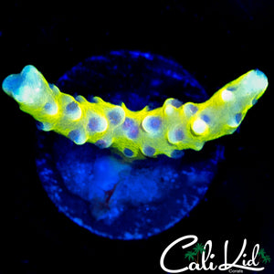 GRAFTED GOLDEN ROD ANACROPORA