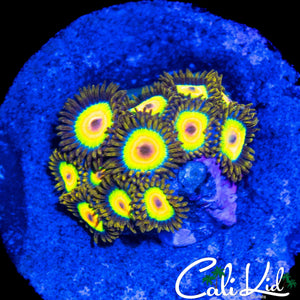 RASTA ZOA MINI COLONY