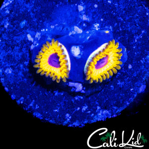 GREAT OWL ZOA DOUBLE