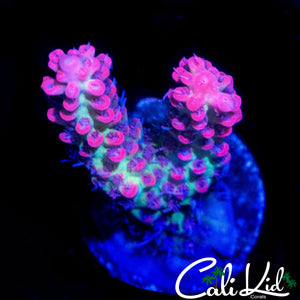 CK SHORTCAKE ACRO