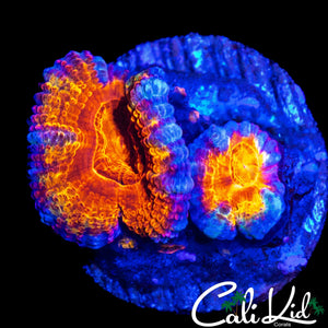 ULTRA ACAN DOUBLE