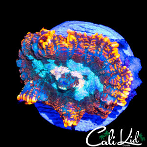 FLAME RIM RHODACTIS