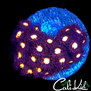 ASSORTED ZOA MINI COLONY