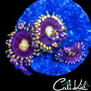 CK ANTI MATTER ZOA QUAD