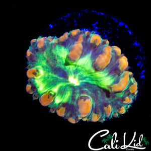 RARE GRAFTED BUBBLE BLASTO