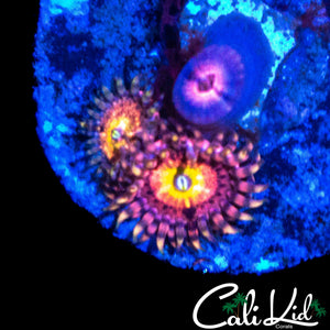 CHONG BONG ZOA TRIPLE